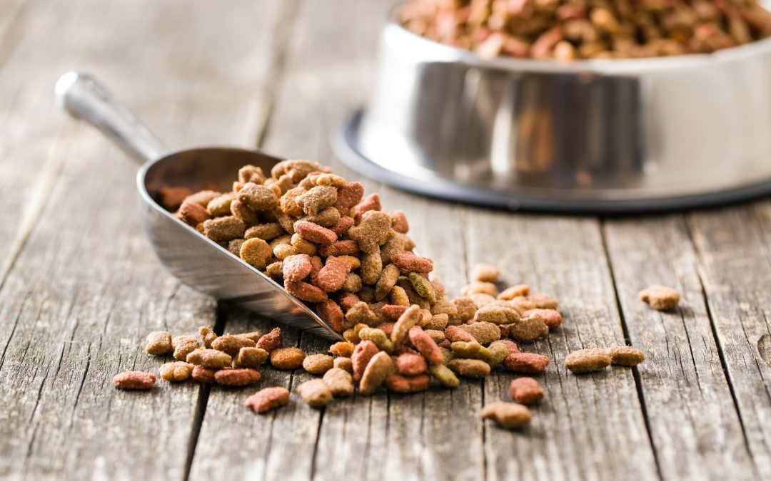 Nourishing Bonds: Crafting a Healthy Feeding Routine for Your Pets