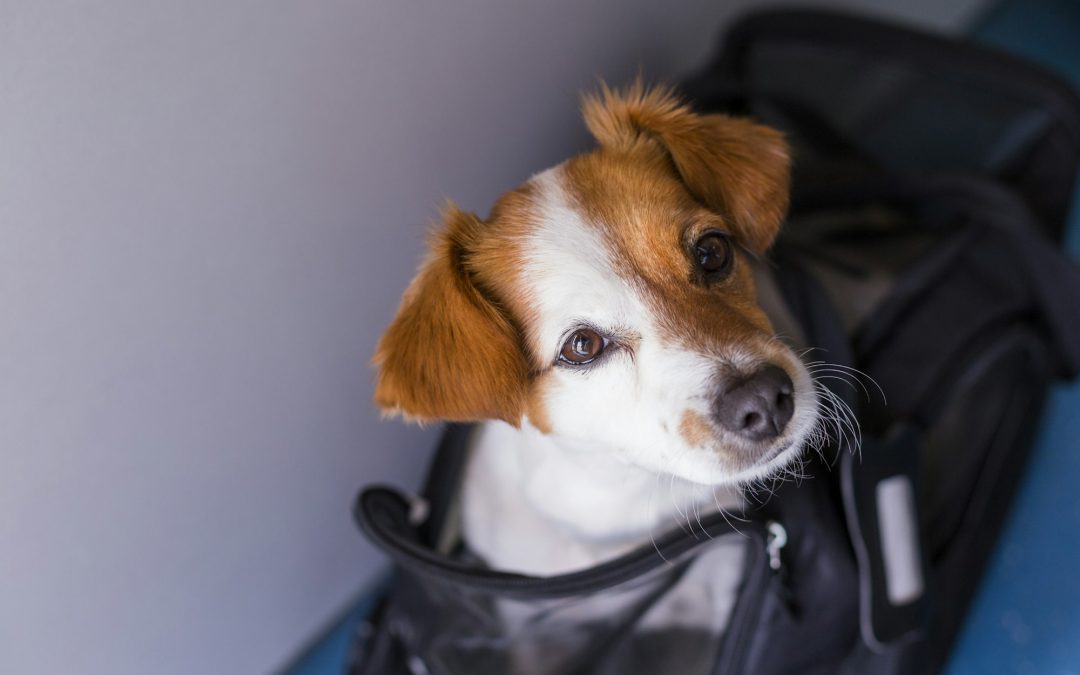 Ensuring a Stress-Free Journey: How to Prepare Your Pet for Long-Distance Travel