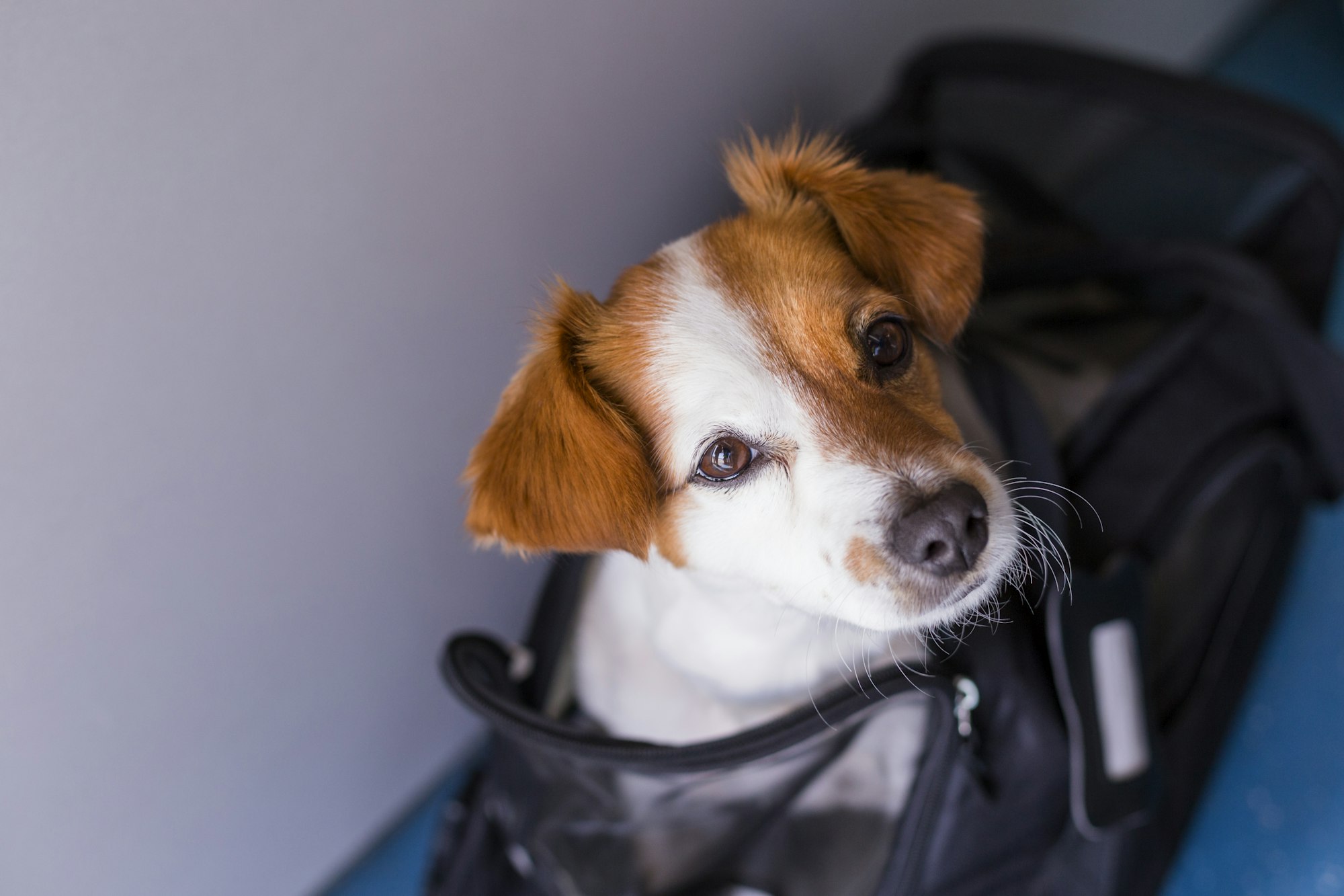 Jack russell dog in travel cage at the airport. Pet in cabin. Travel with dogs