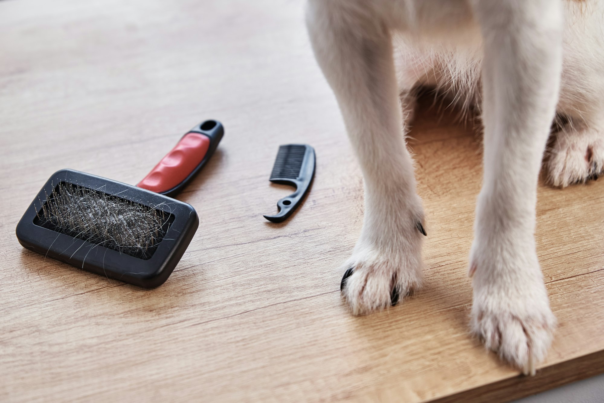 Pet brushing. Dog paws and comb with hairs, closeup