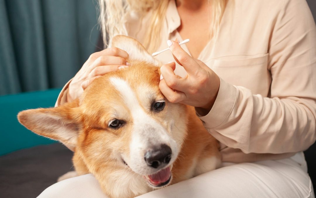 Whispers of Worry: How to Spot Signs That Your Pet Is Unwell