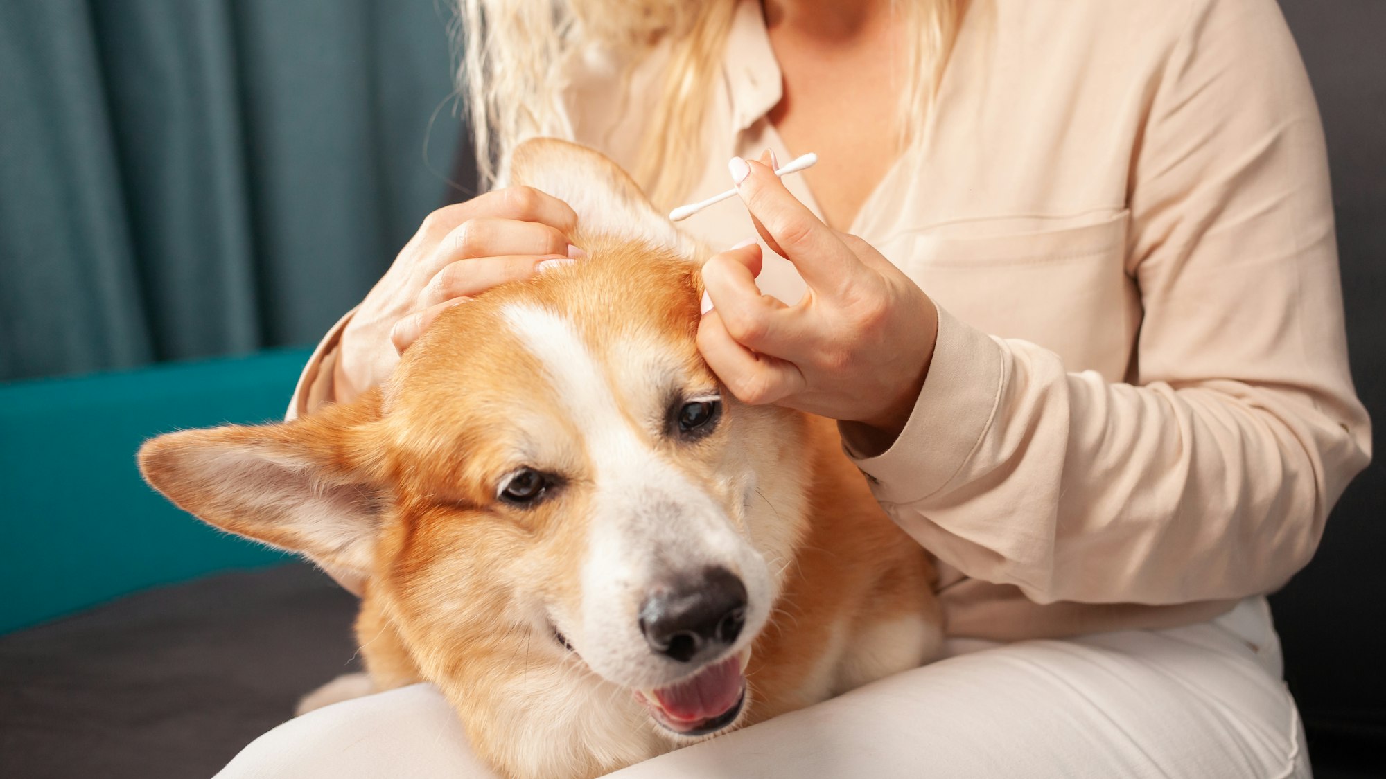 woman cleans ears of corgi dog with cotton swab, hygiene, care and grooming of pets. portrait